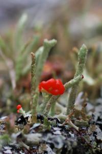 Tiny Lichens